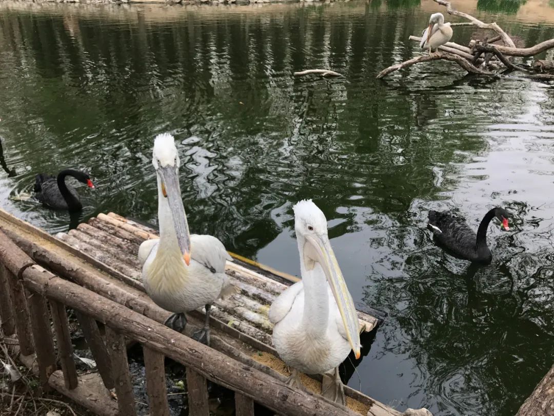 济南动物王国一日游详细攻略,济南一日游动物园