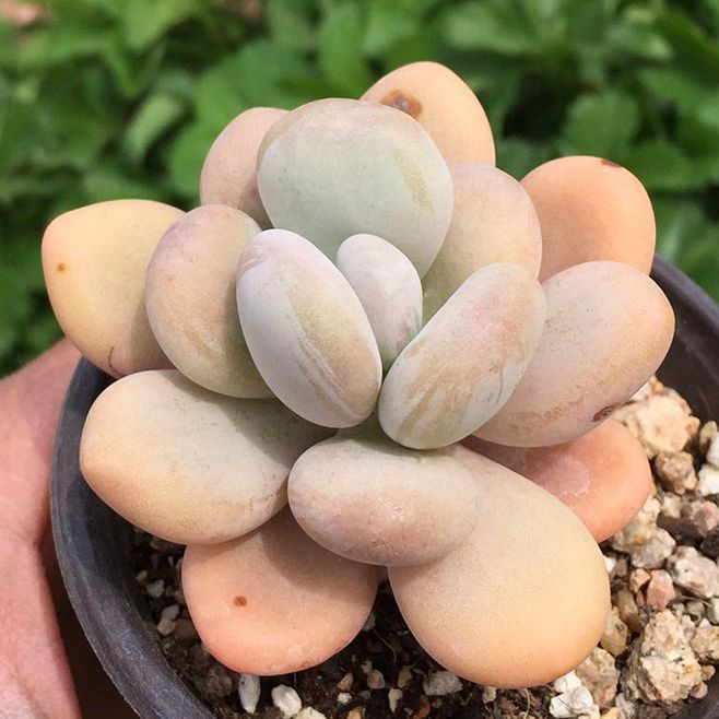 淘宝买多肉带盆的需要脱土修根吗,淘宝上买多肉有什么坑