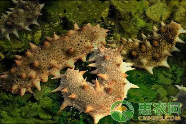 野生海参鉴别,长岛野生海参鉴别