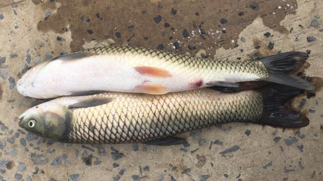 池塘草鱼病的原因和治疗方法,池塘里的草鱼突然死亡是怎么回事