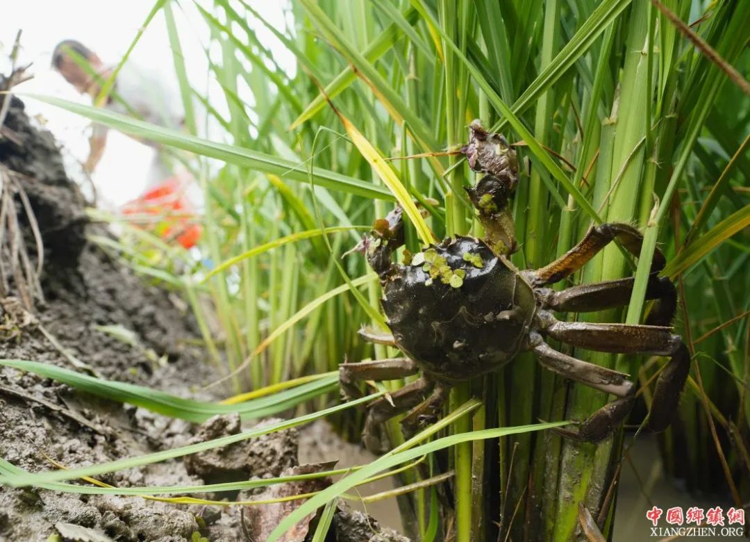 菜市场买了死螃蟹还能吃吗,超市买了冷冻活螃蟹死了能吃吗