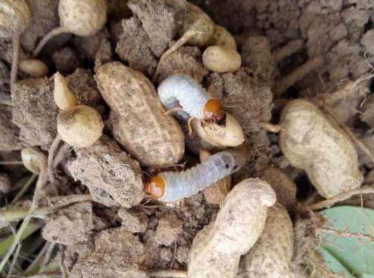 养殖蛴螬用什么性质的土地,养殖蛴螬需要办证吗