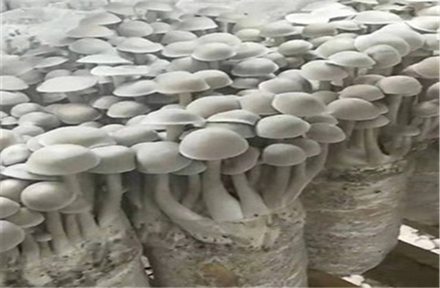 鹿茸菇干菇工厂化包装,河南鹿茸菇工厂化种植