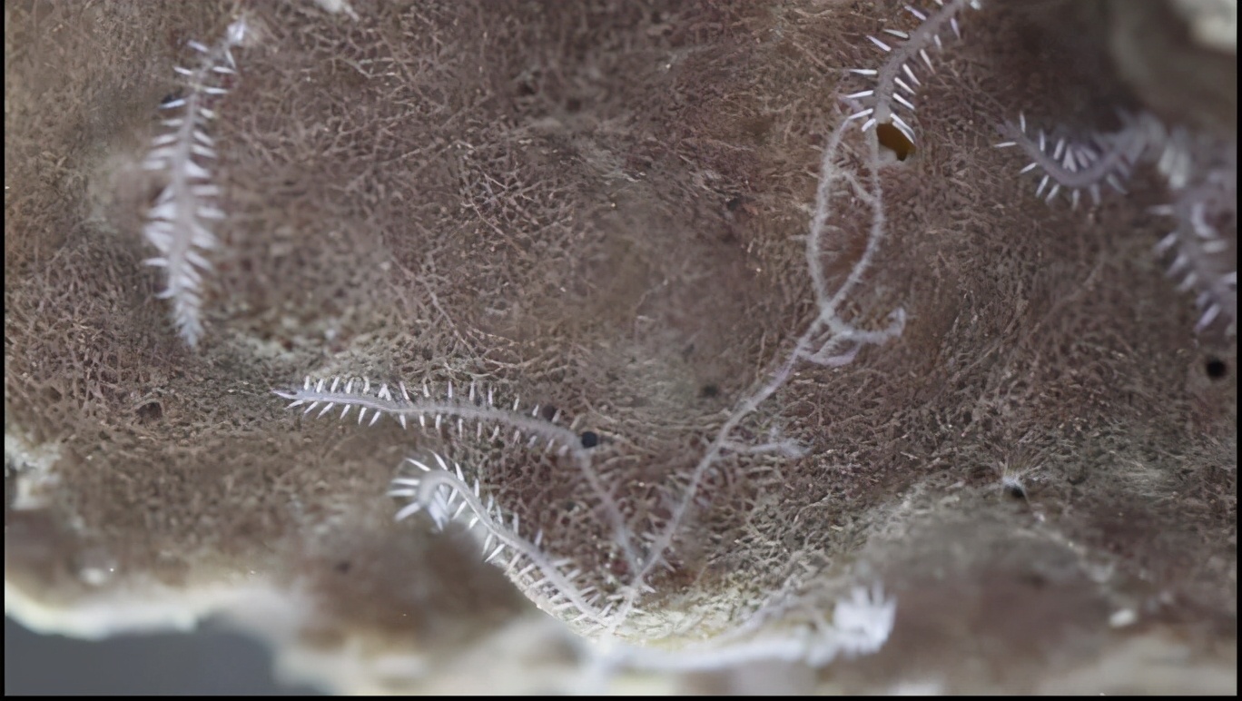 澳大利亚神秘生物真实视频,澳大利亚巨大蠕虫