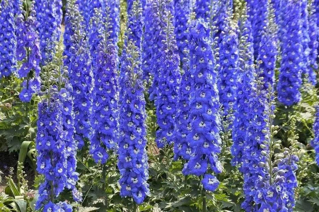 50种·蓝紫色系植物,尊享高贵典雅浪漫的视觉盛宴