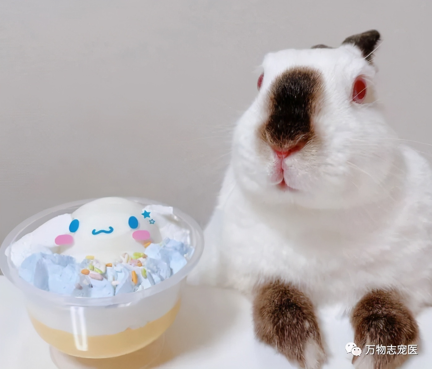 兔子有没有粉色,兔子有只眼睛看不见黑瞳都是白的