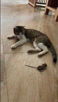 开心一刻gif搞笑动图,搞笑gif段子看起来能量满满