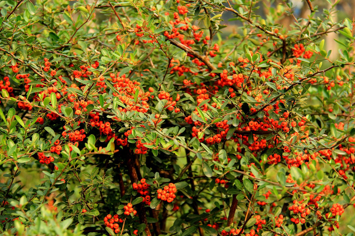 绿化带常见植物名称及图片,100种绿化带或路边常见的花草