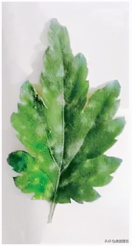 菊花白锈病症状,菊花白粉病的鉴定与防治