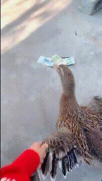 可爱搞笑图片可直接保存,搞笑图片现在的年轻妹纸真会玩啊