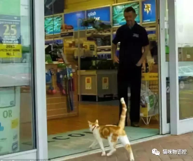 这只猫每天都去逛宠物店,专挑特价小鱼干和耗子瞅……