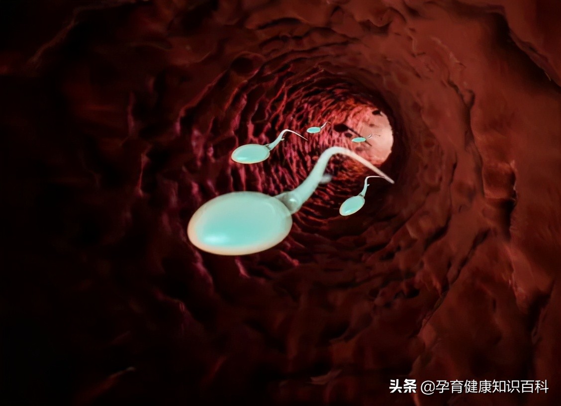 怀孕那些事儿孕中期,怀孕那些事儿观看