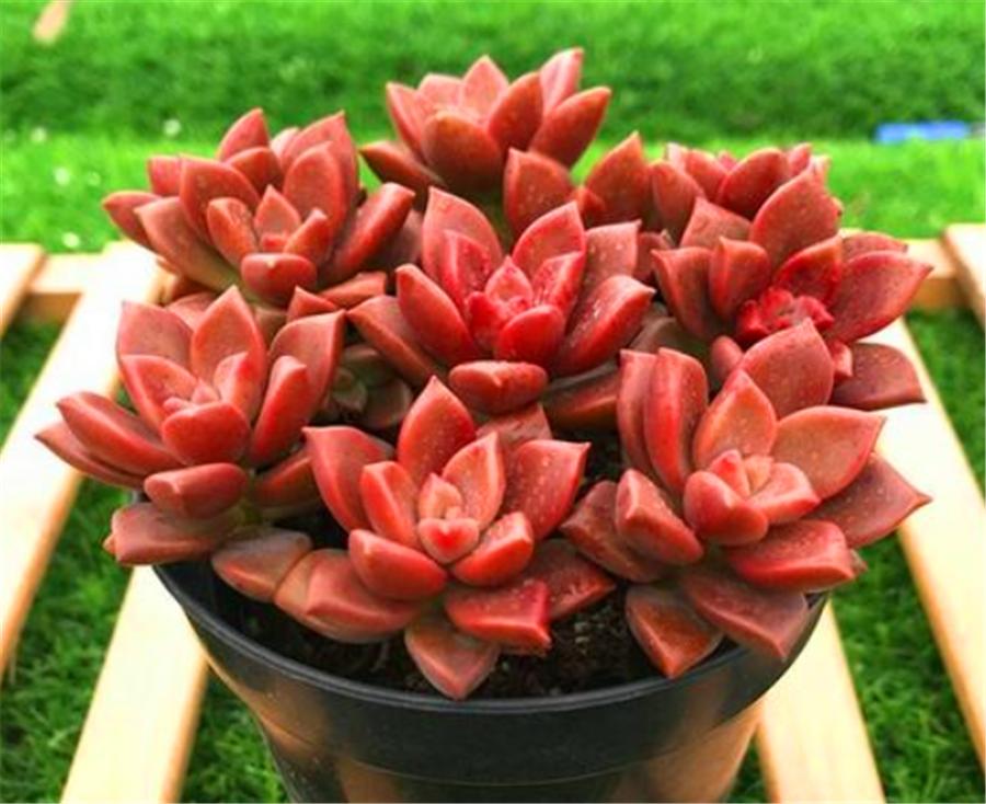 姬胧月特征,姬胧月变透亮