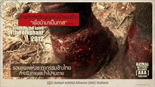 小飞象真实事迹,小飞象哭了全过程