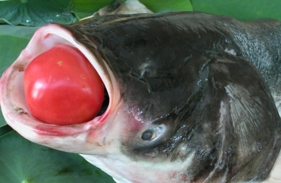 宁夏喜欢吃羊肉,宁夏吃羊肉喝什么