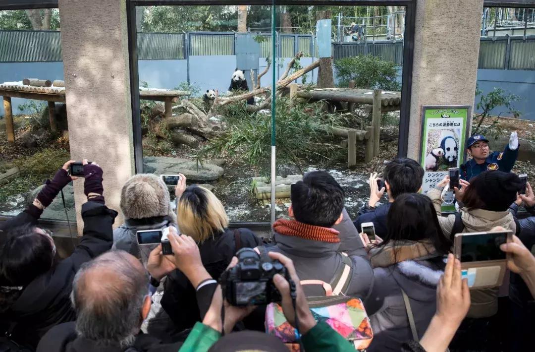 有没有比熊猫更珍稀的动物,没有熊猫的国宝