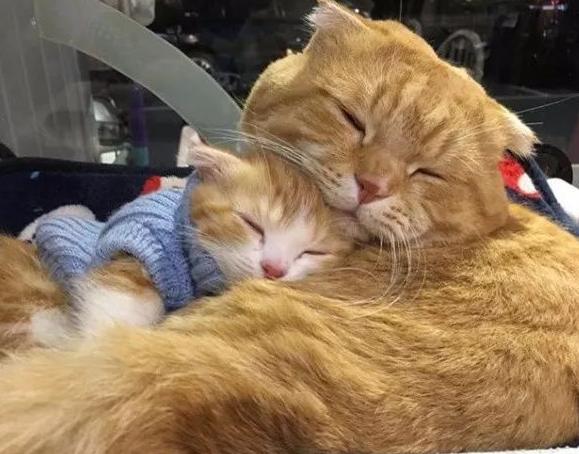 怎么照顾生完小猫的妈妈,怎么照顾刚生产的猫妈妈和小猫咪