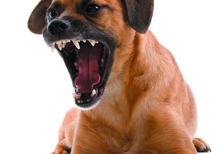 训练狗狗护食怎么纠正,狗狗护食怎么训练