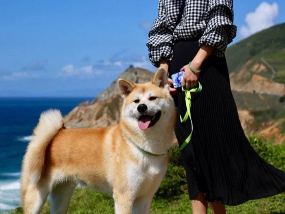 这才是真正的秋田犬,日本忠犬秋田犬