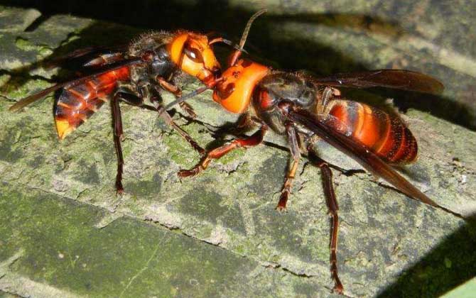 黄蜂与马蜂毒蜂,黄蜂是毒蜂吗