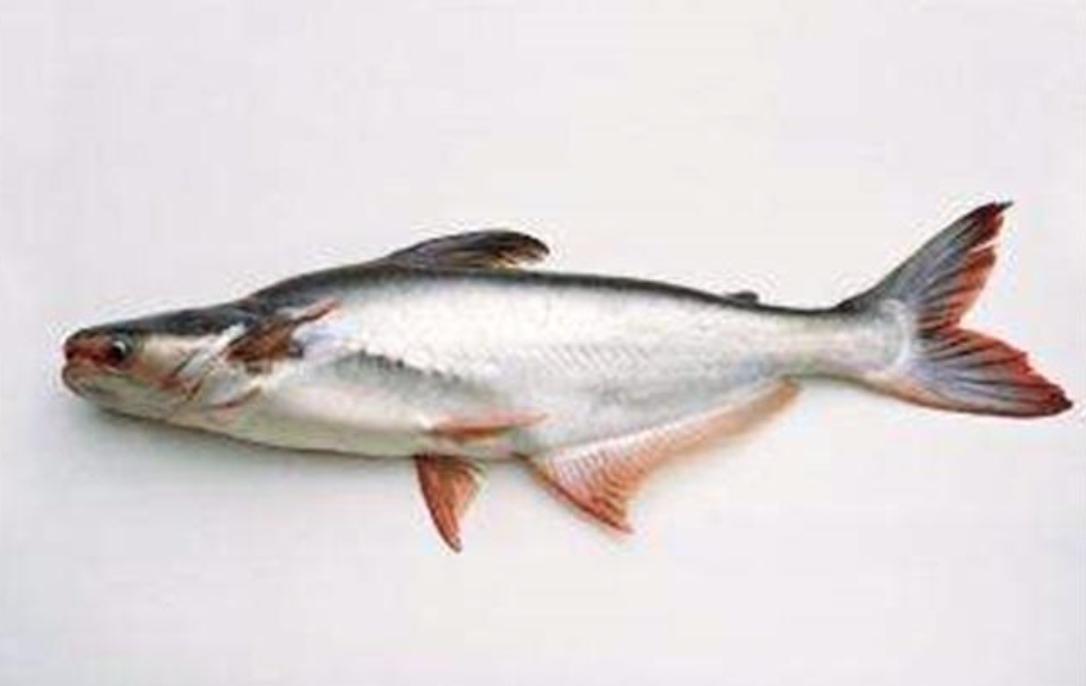 老少皆宜龙利鱼鲜香美味还没刺,真正的龙利鱼的价格很高