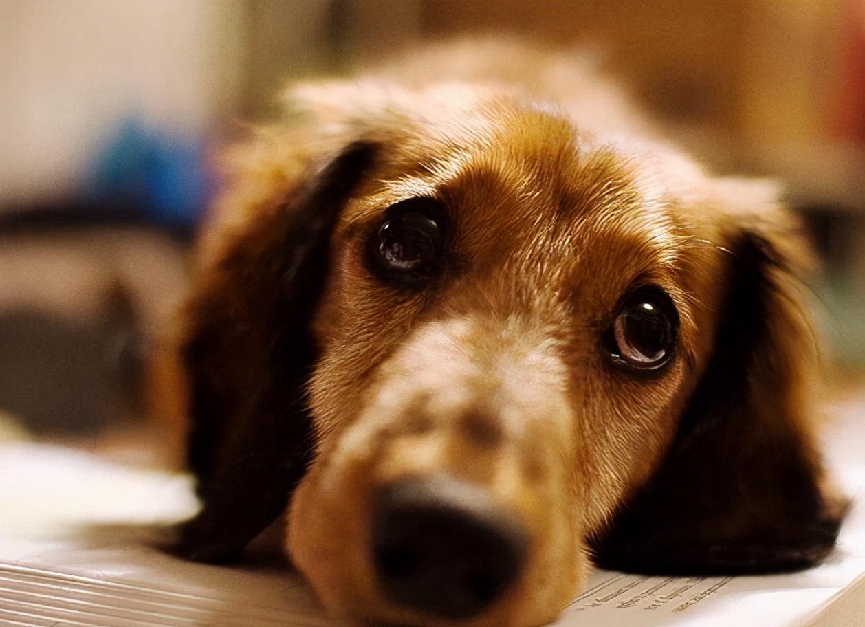 治疗抑郁的五种狗狗,狗狗抑郁怎么治疗最快最有效