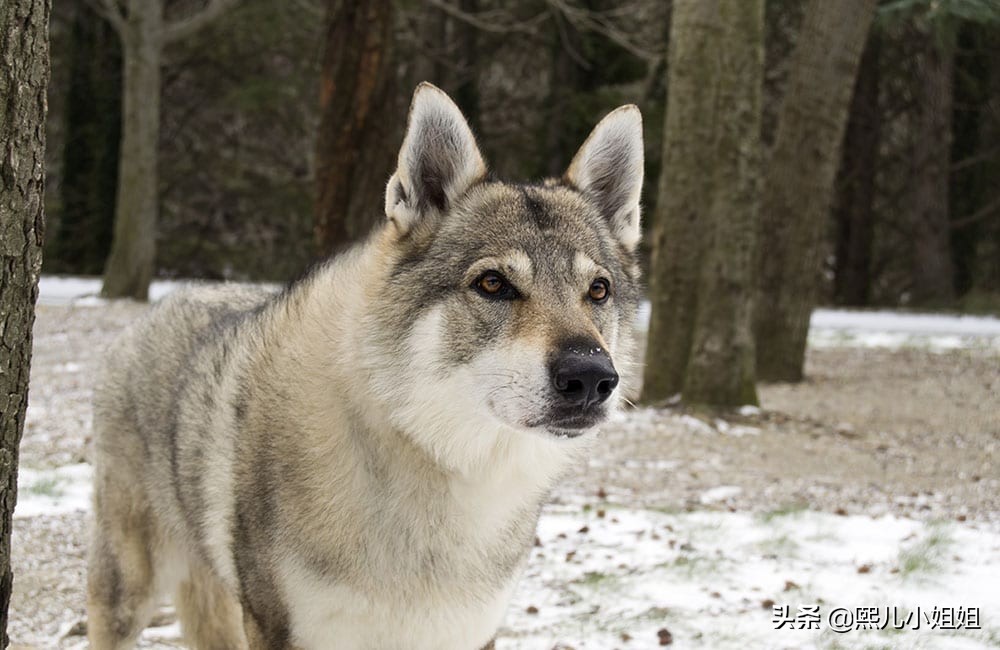 世界名贵犬种,中国名贵犬种大全图片