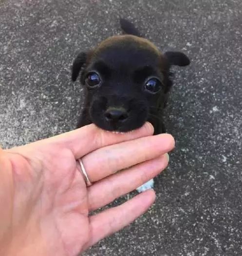 小奶狗可奶可凶,小奶狗很凶一直要咬人怎么办