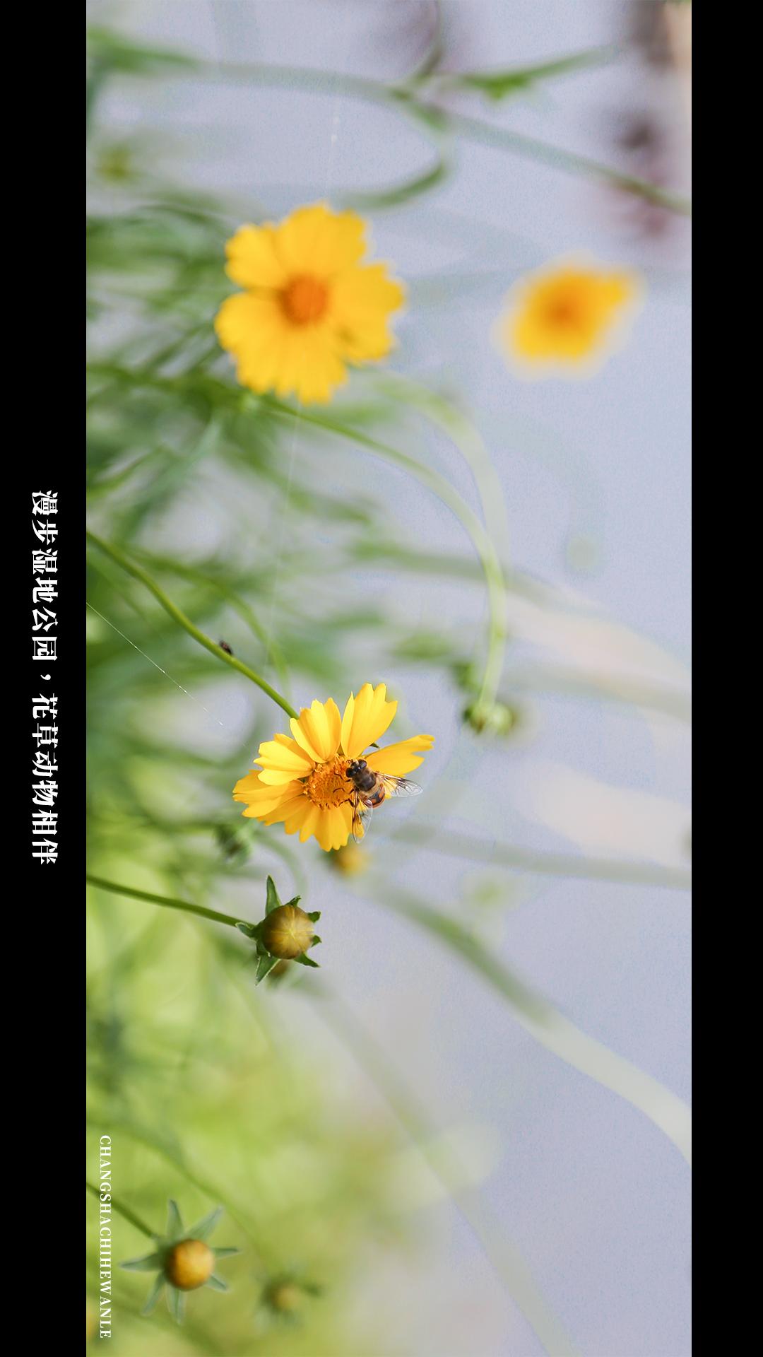 田园低空飞行,田园采摘之旅