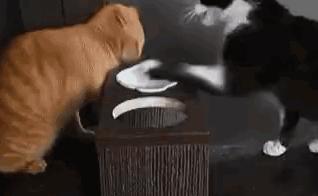 自从有了橘猫,我终于体会到什么叫“十橘九渣”!