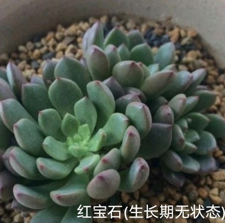 多肉服盆后怎么全褪色了,多肉彩虹糖颜色容易褪色