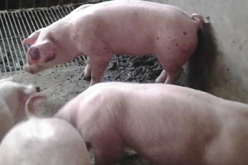 猪口蹄疫是秋冬常见病吗,猪口蹄疫是病毒还是细菌