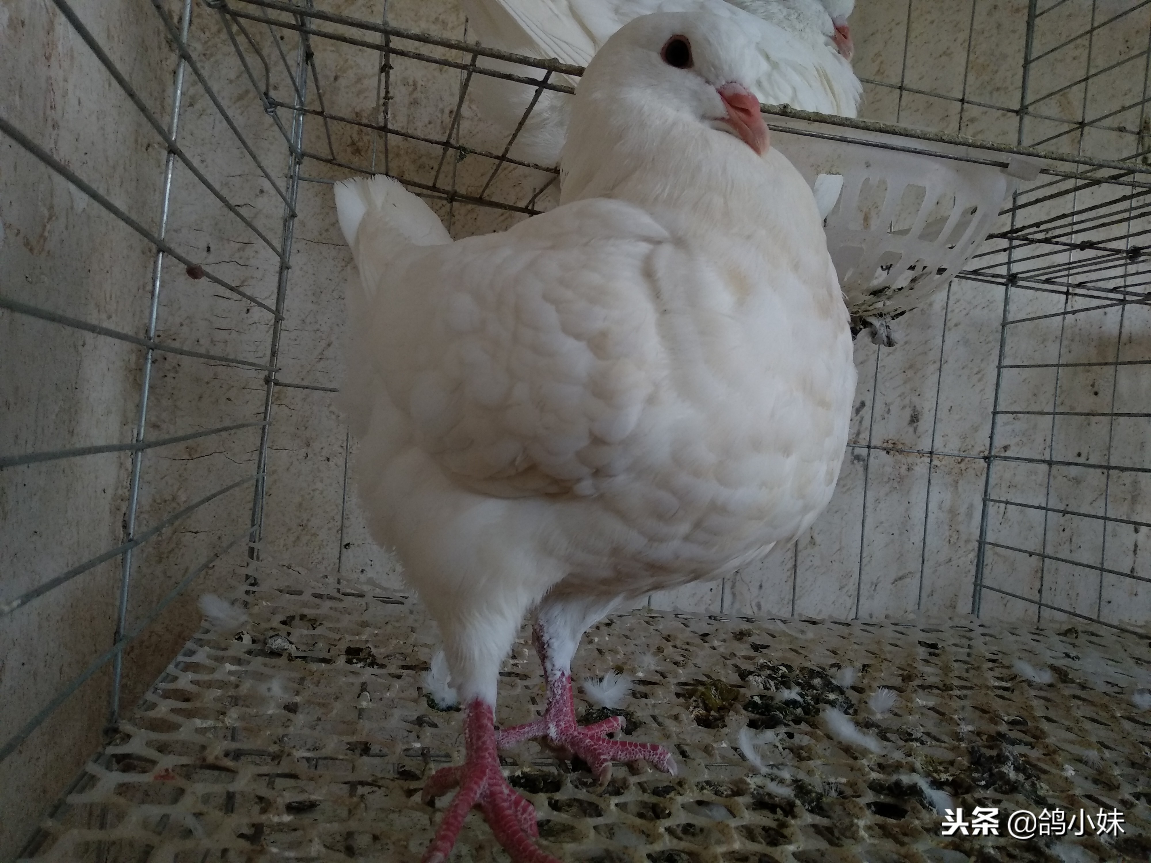 养好鸽子鸽舍的管理经验,怎样养好鸽子