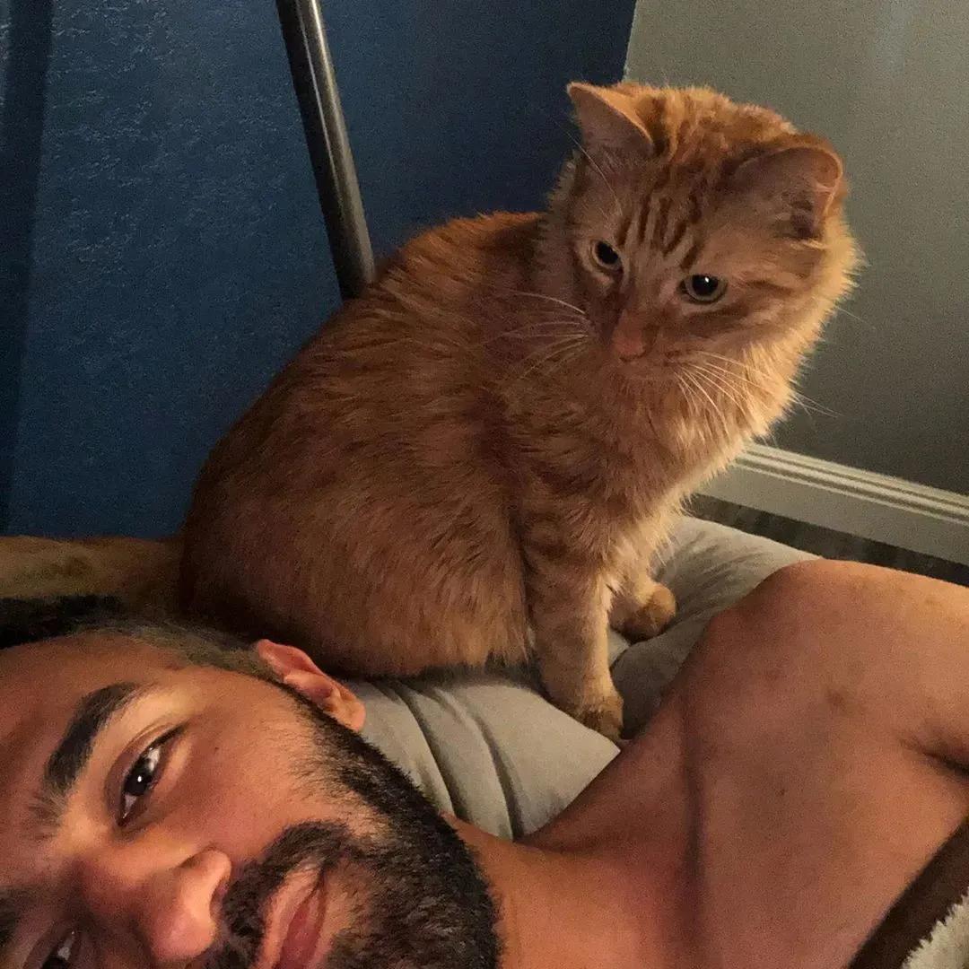 猫咪治愈力,猫咪的治愈力有多强