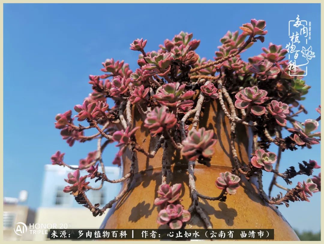 景德镇精品拇指多肉盆,轻奢多肉拇指盆3.5