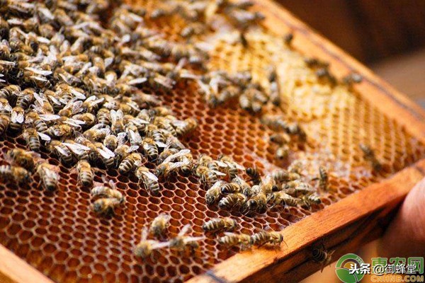 蜜蜂变黑是为什么？造成蜜蜂变黑的原因分析及对应措施