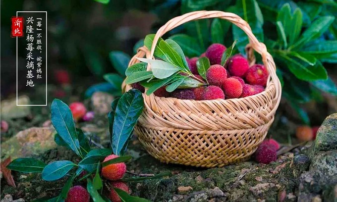 渝北周边采摘推荐,渝北茨竹附近采摘园