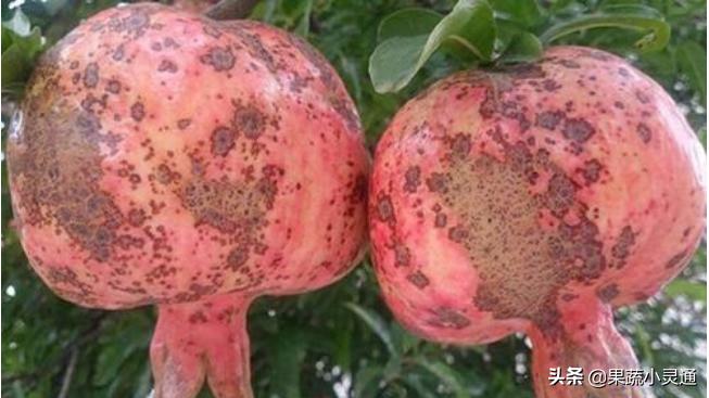 石榴干腐病防治知识,石榴干腐病最佳防治方案