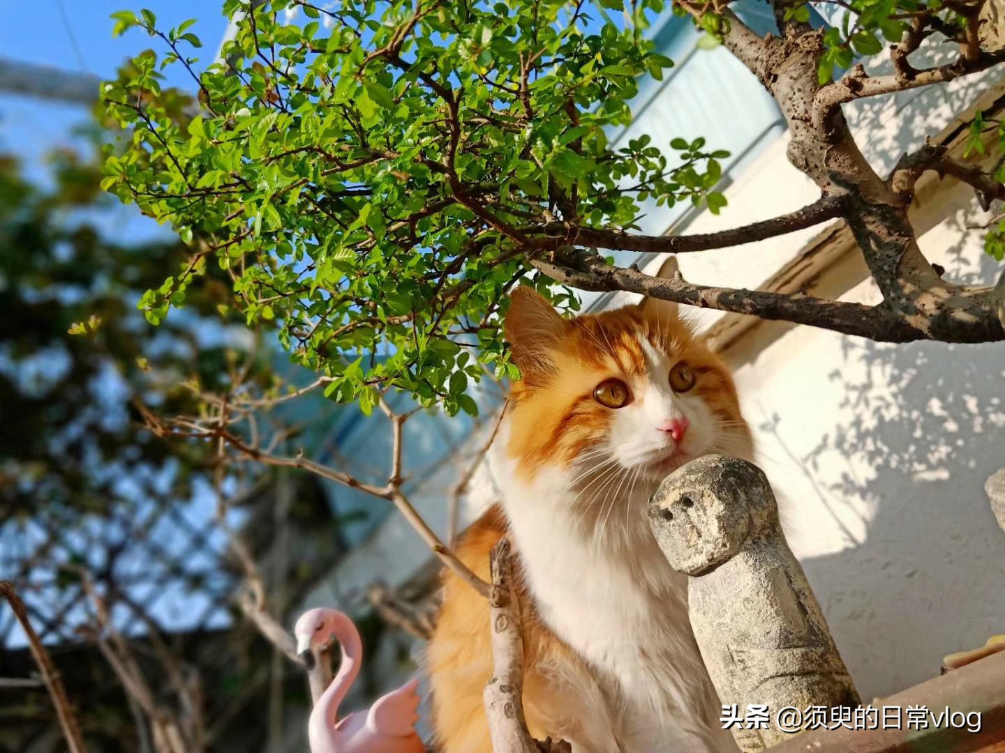 猫瘟救助过程全记录，献给需要帮助的猫奴们