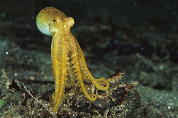 章鱼到底是不是来自外星生物 (科学家为什么说章鱼是外星生物)