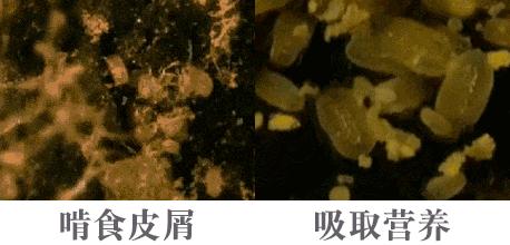 专治螨虫的洗面奶,螨虫专用洁面乳