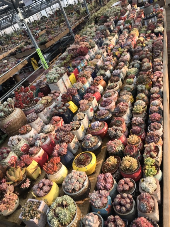 让人震撼的多肉,让人惊艳的多肉