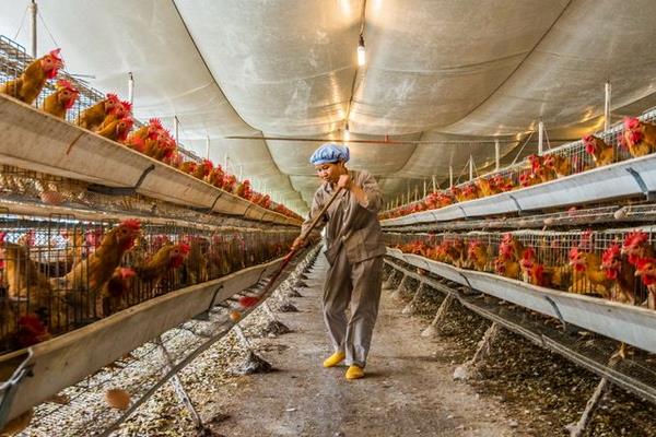 养鸡场小型玉米粉碎机多少钱,办一个小型养鸡场能挣到钱吗