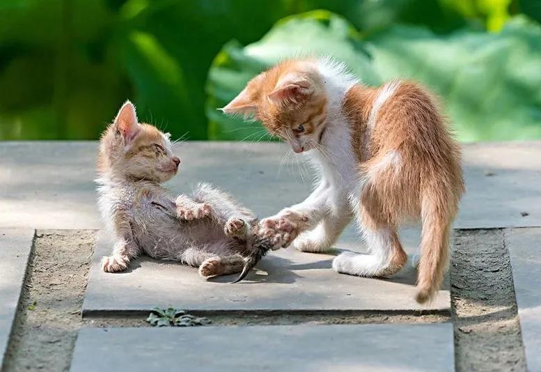 遇到流浪猫该如何科学救助？这篇救助手册里全有了