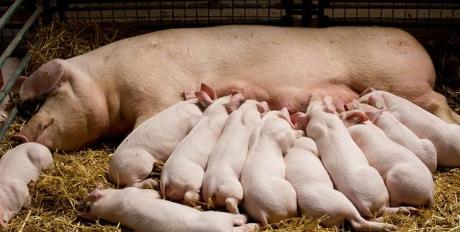 母猪产完仔猪奶水不足怎么办,母猪产后无乳解决方法