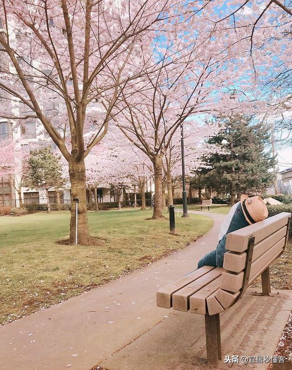 宜家小鲨鱼,为什么宜家鲨鱼火了