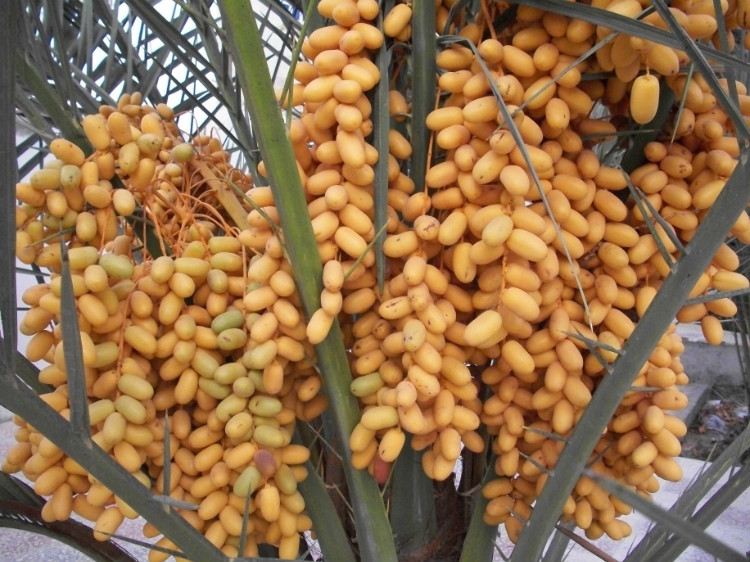 迪拜特产沙漠面包,迪拜国宝级面包