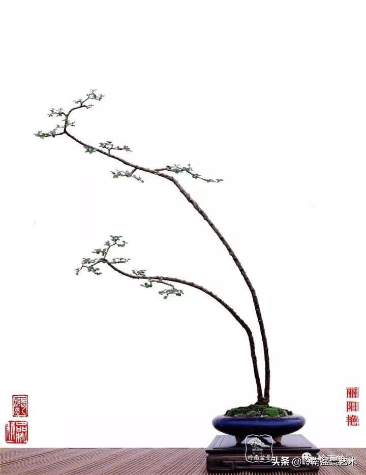 双干树,双干型果树