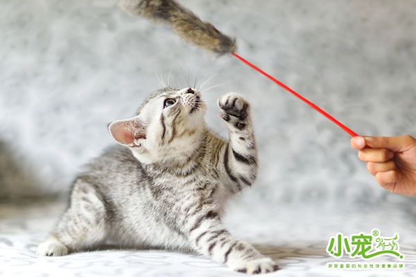 冲动下养猫，你和你的猫现在是怎样的生活？