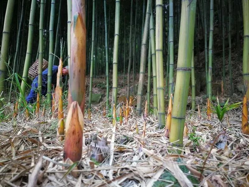 人间四月天恰逢春意浓,人间四月天暮春时节